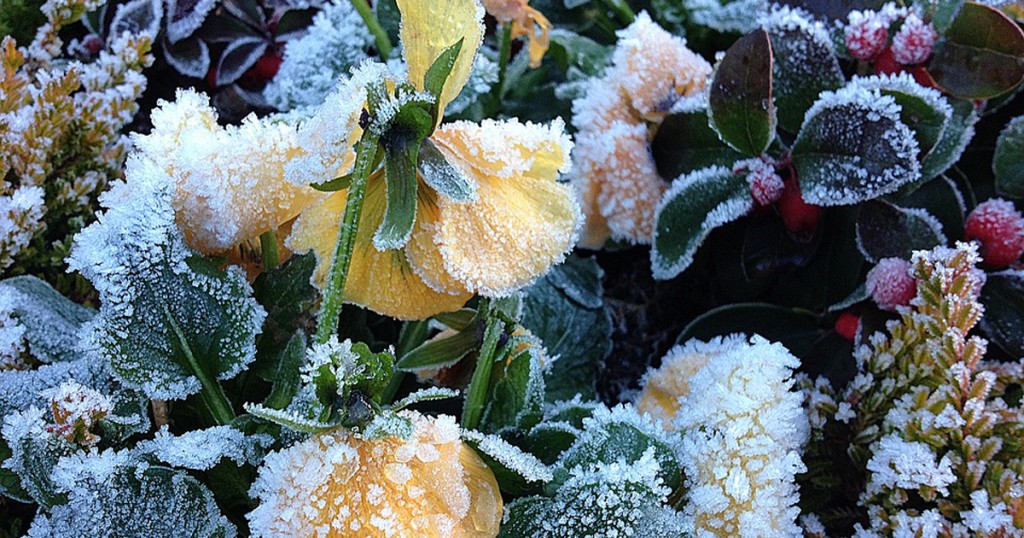 お庭の植栽の霜 風対策 かんたん庭レシピ