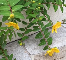 梅雨の時期におすすめの植栽