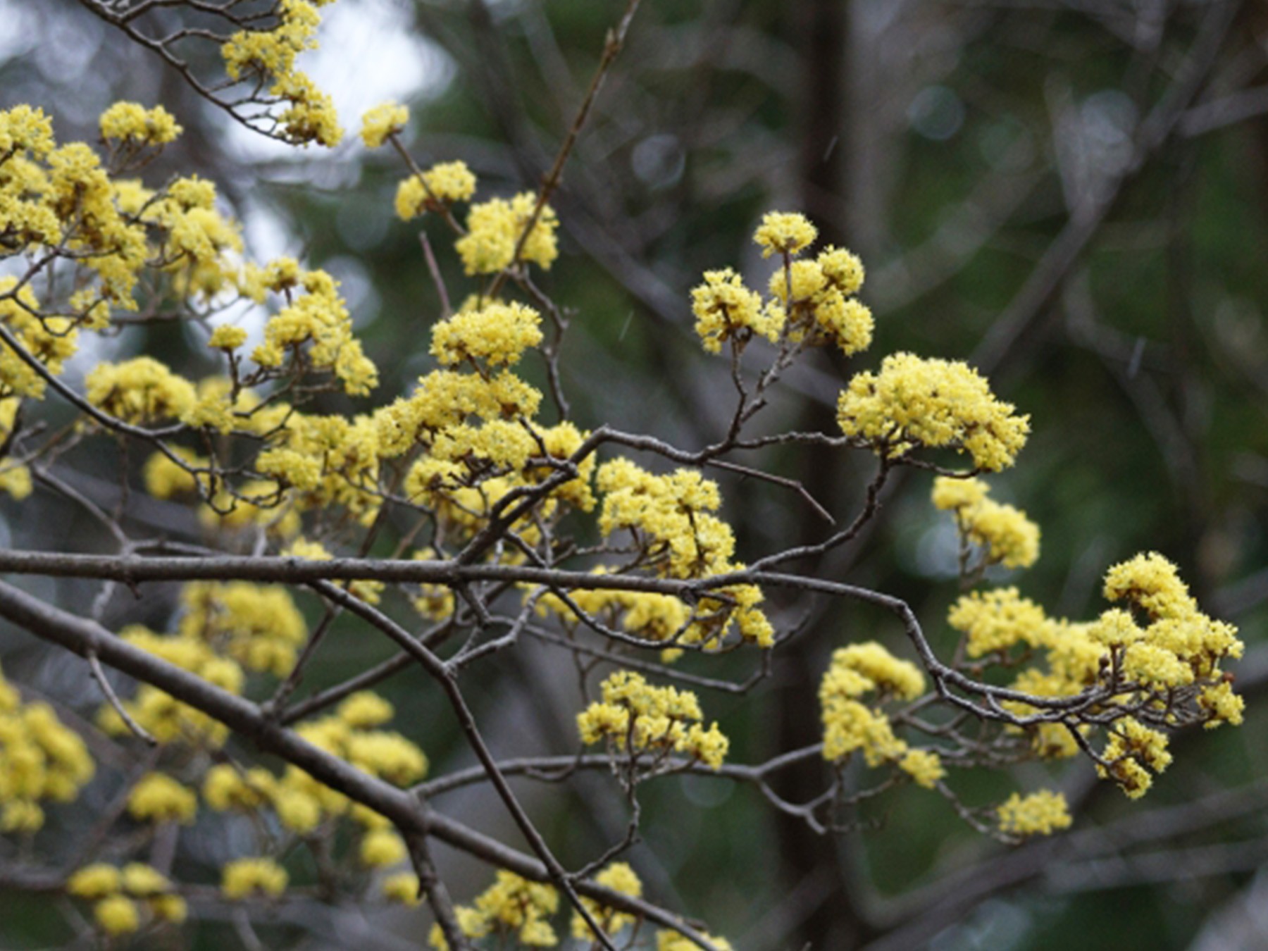 落ち着いた印象の花をさかせるサンシュユ