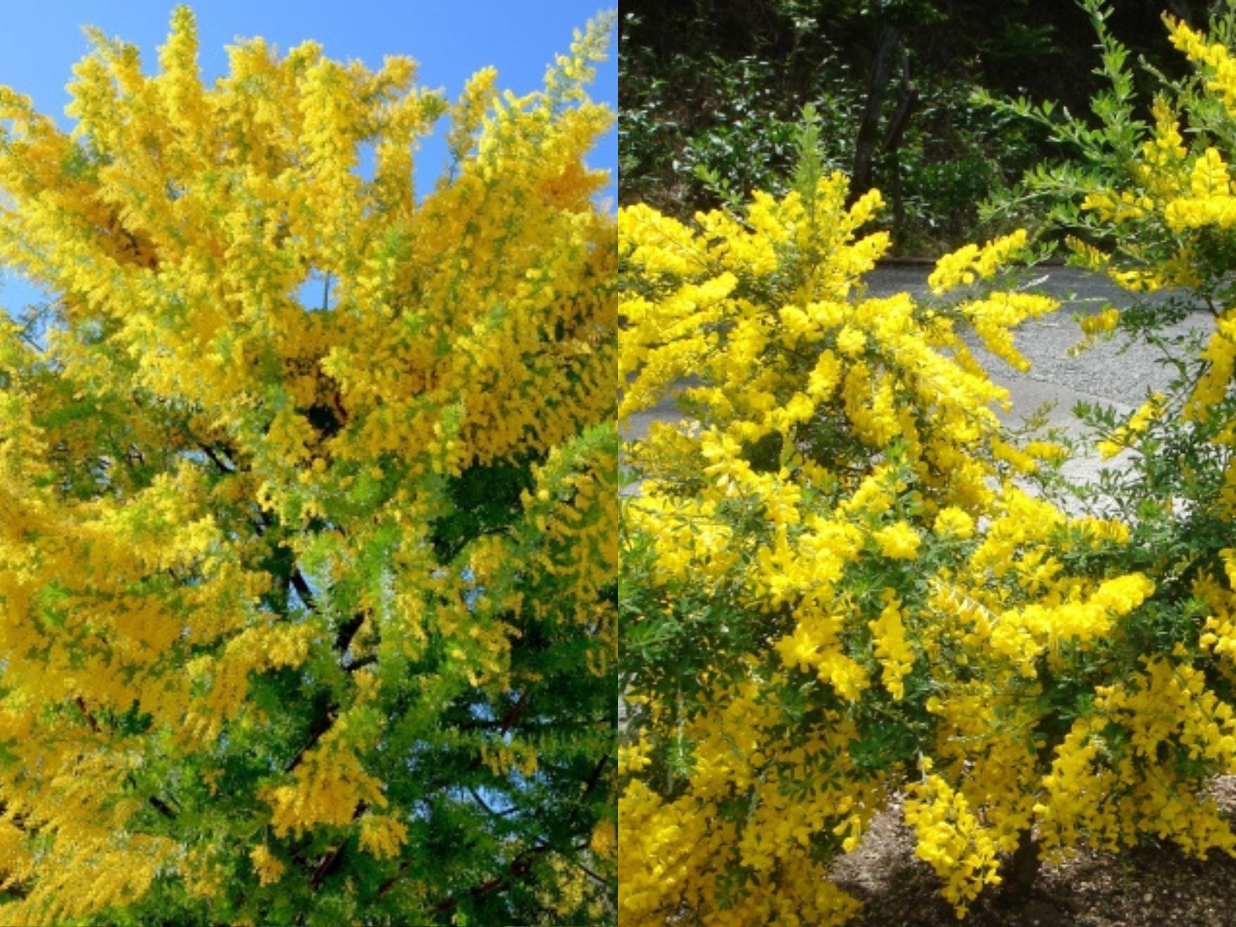 葉まで個性的でおしゃれなミモザと花つきの良いエニシダ