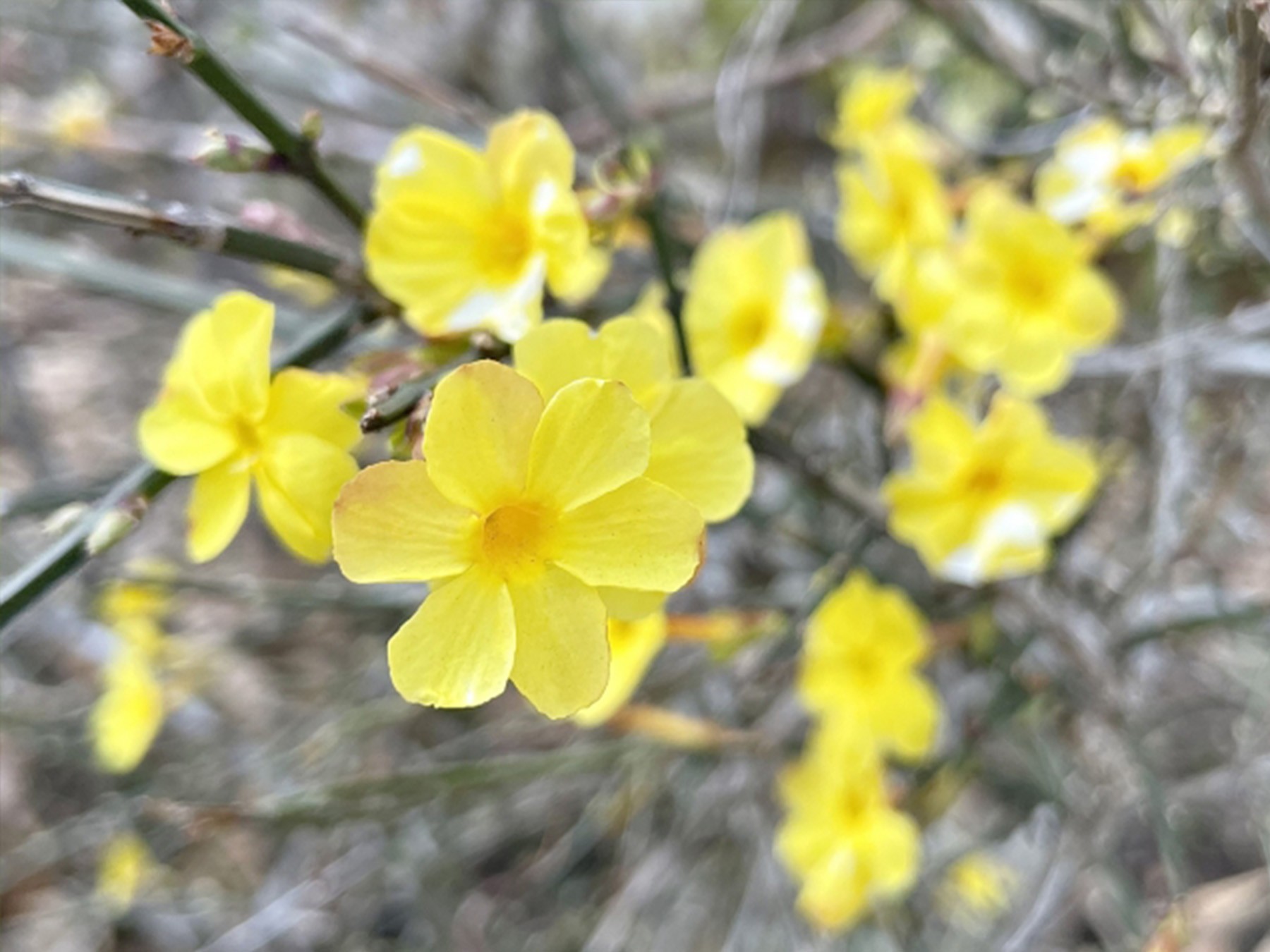 埋めのような姿のオウバイ