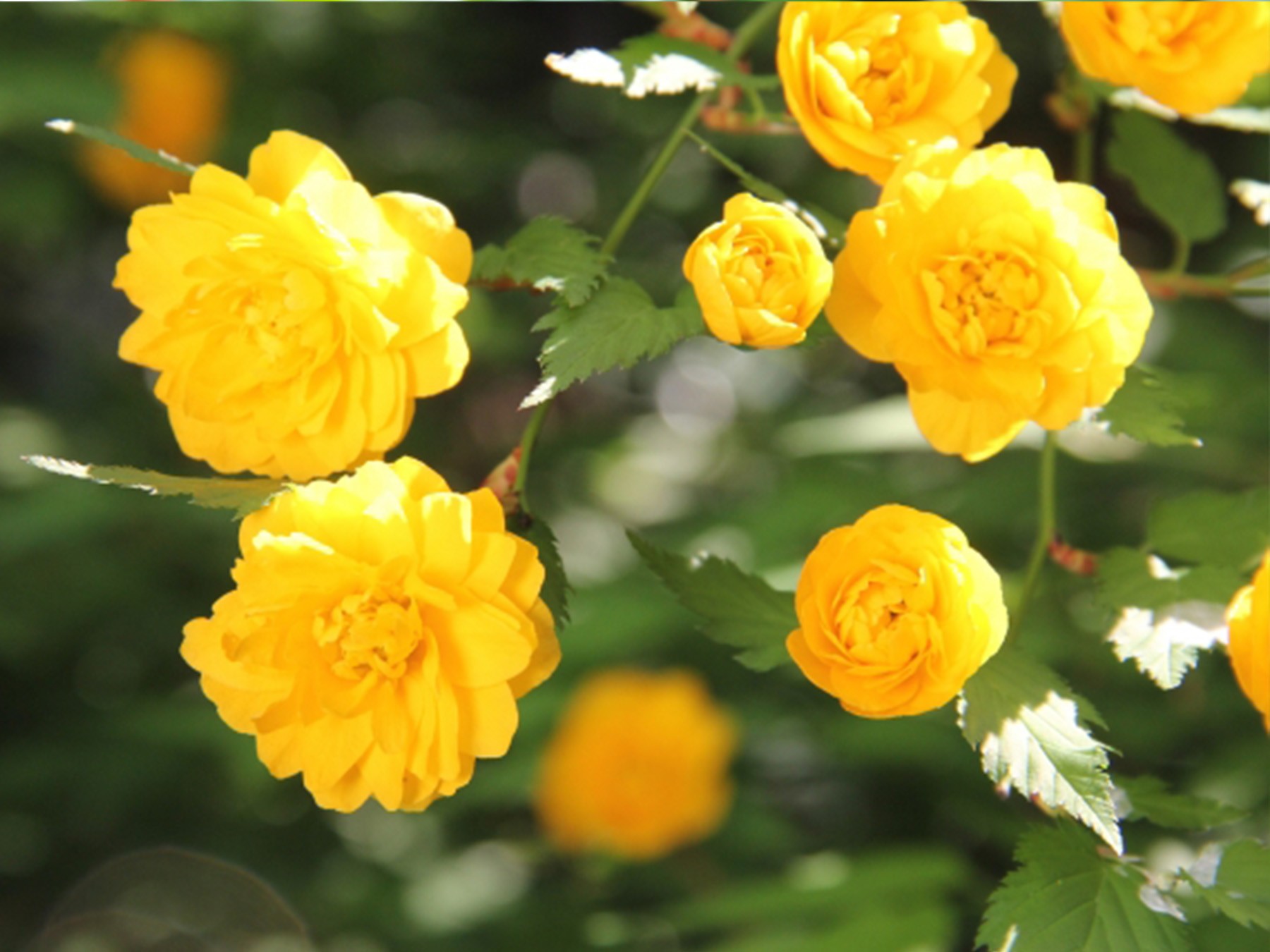 丸みのある花が可愛らしいヤマブキ