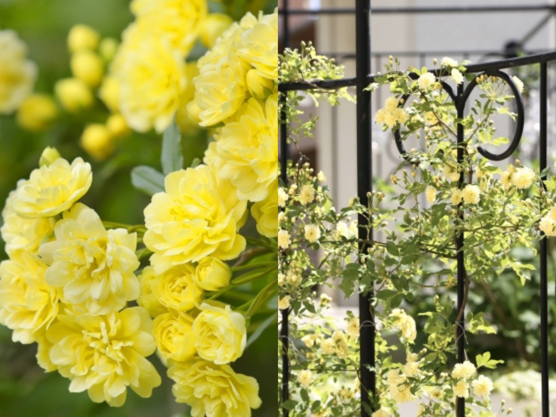 華やかな八重咲のモッコウバラとフェンスに誘引したモッコウバラ