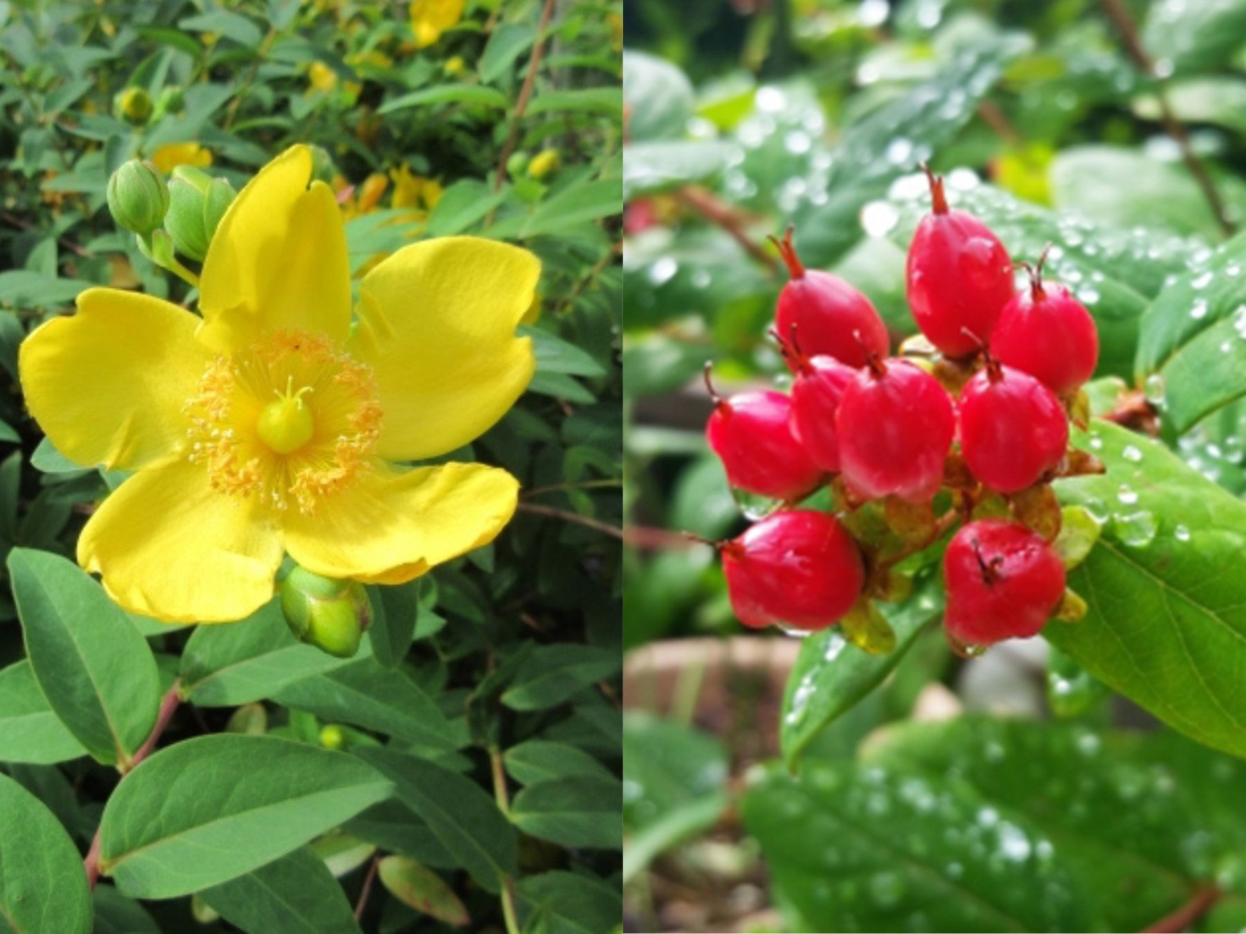 梅に似た花を咲かせるキンシバイとキンシバイの仲間のヒペリカム