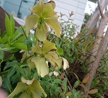 千葉店周辺の植栽
