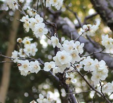 剪定入門！清々しい梅の木をお庭に