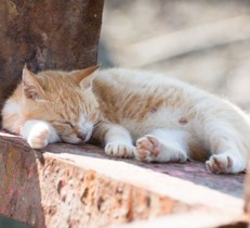 野良猫が入らないお庭づくり