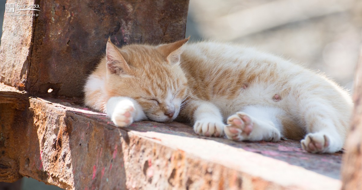 野良猫が入らないお庭づくり かんたん庭レシピ 野良猫が入らないお庭づくり かんたん庭レシピ