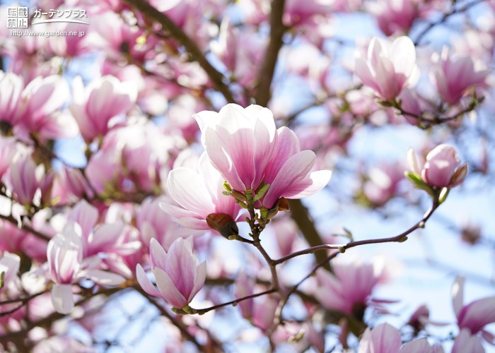 ふくよかでやさしい春の花木 モクレン をお庭で育てるには かんたん庭レシピ