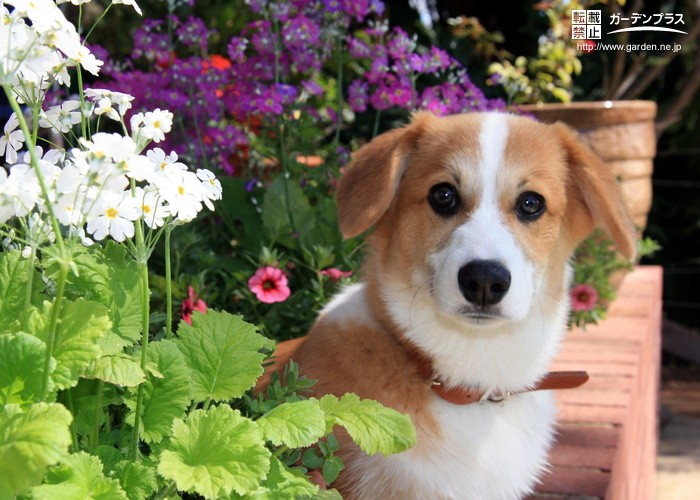 犬が食べると危険な植物とは お庭づくりで気をつけたいポイント かんたん庭レシピ