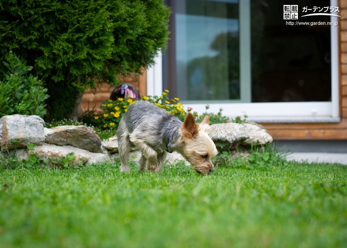 犬が食べると危険な植物とは お庭づくりで気をつけたいポイント かんたん庭レシピ