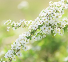 アプローチにおすすめの花木