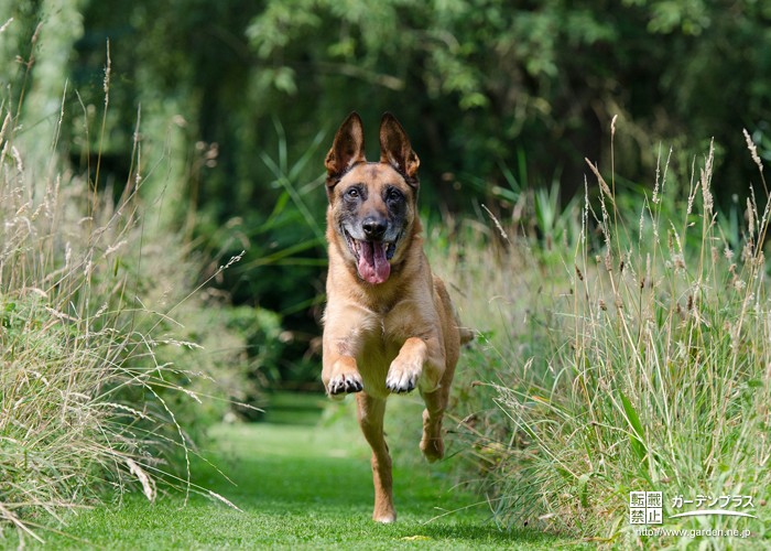 大型犬用ドッグランの作り方とは 活発な愛犬に合ったお庭づくりのポイント かんたん庭レシピ