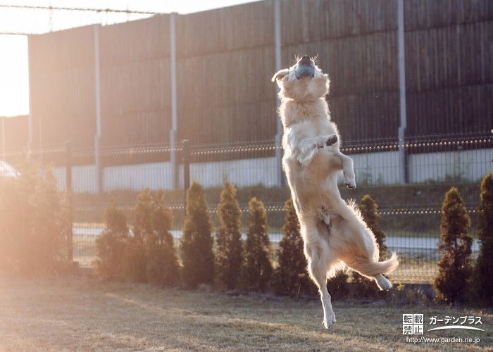 大型犬用ドッグランの作り方とは?活発な愛犬に合ったお庭づくり 大型犬用ドッグランの作り方とは?活発な愛犬に合ったお庭づくり