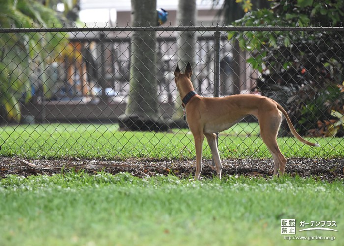 大型犬用ドッグランの作り方とは 活発な愛犬に合ったお庭づくりのポイント かんたん庭レシピ