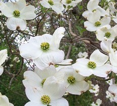 【相模原店】植栽マニュアル～美しい樹形が印象的な花木ハナミズキ～