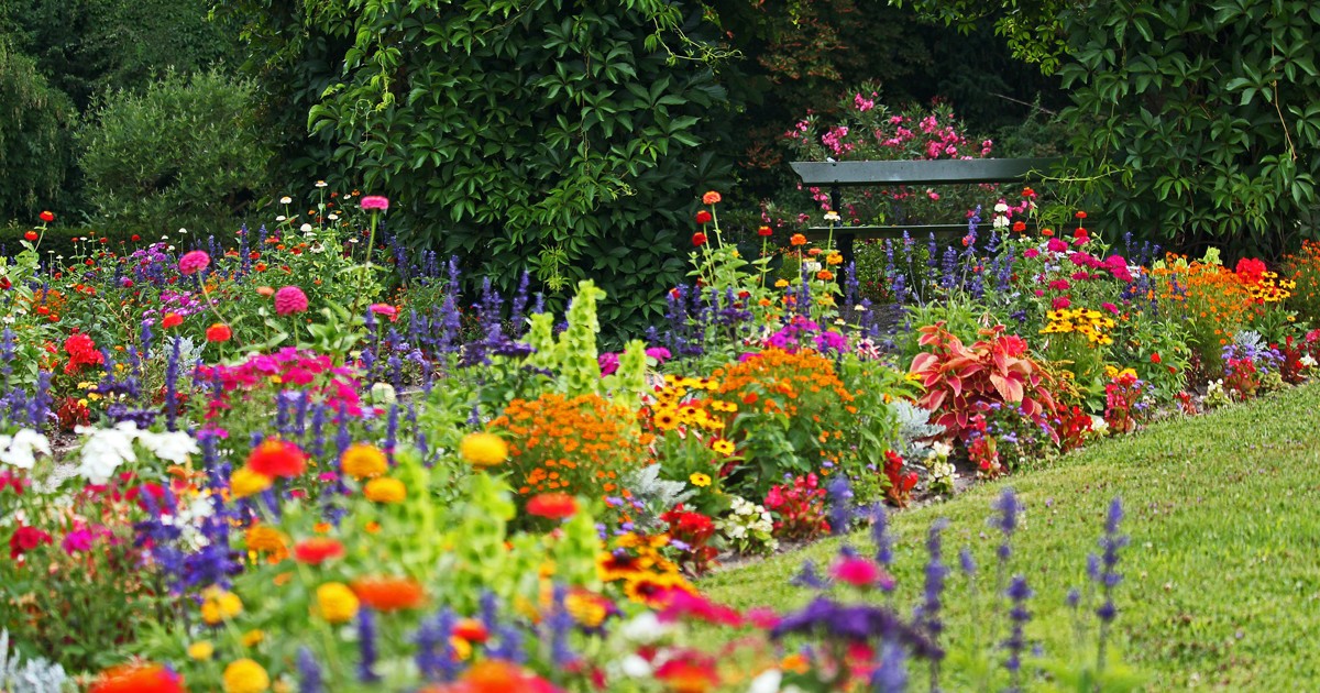 花壇を花いっぱいにしてくれる初夏から夏向きの花 かんたん庭レシピ