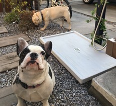 外遊びや散歩後の愛犬の足を洗うのに便利な立水栓・ガーデンパン