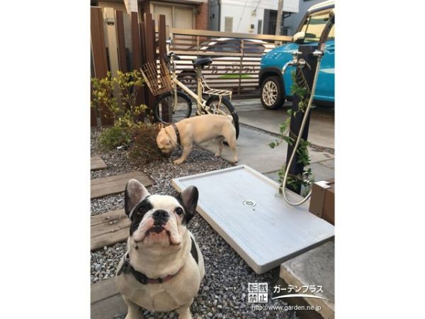外遊びや散歩後の愛犬の足を洗うのに便利な立水栓 ガーデンパン かんたん庭レシピ 外遊びや散歩後の愛犬の足を洗うのに便利な立水栓 ガーデンパン かんたん庭レシピ