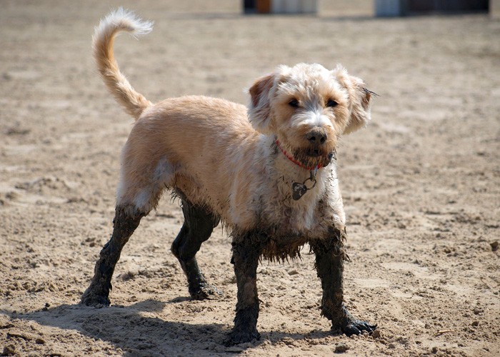 外遊びや散歩後の愛犬の足を洗うのに便利な立水栓 ガーデンパン かんたん庭レシピ