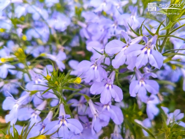 清涼感のあるお庭をつくる青い花 かんたん庭レシピ 清涼感のあるお庭をつくる青い花 かんたん庭レシピ