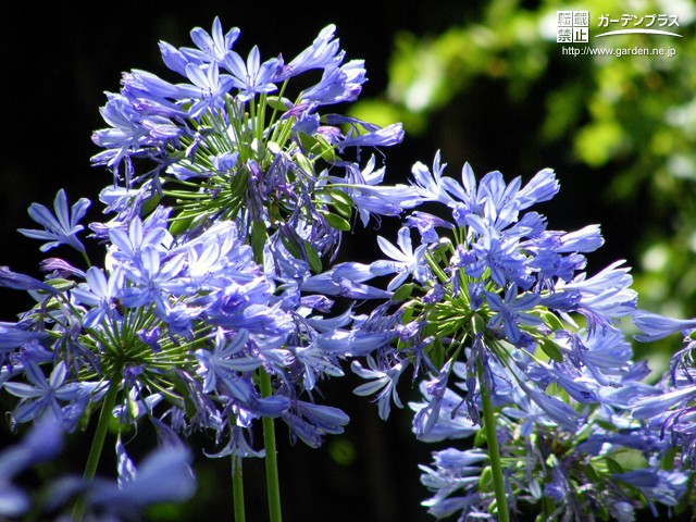 清涼感のあるお庭をつくる青い花 かんたん庭レシピ