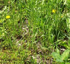 おすすめ、お家の雑草対策