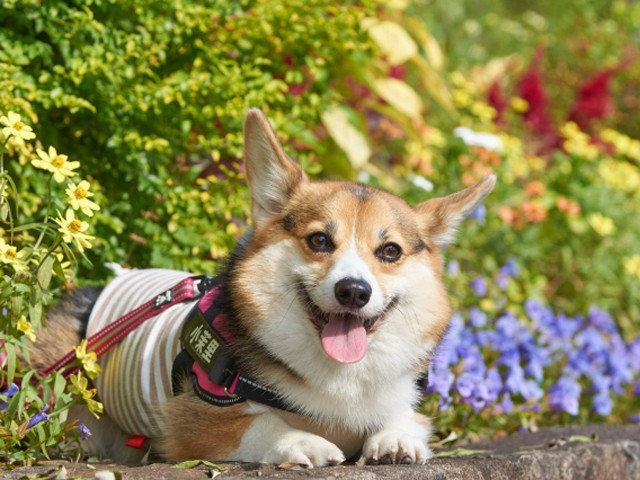 店内全品対象 わんこポール 埋め込み式 犬の繋ぎ止め エクステリア