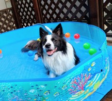 愛犬とお庭でプール遊びを楽しもう！必要な準備や注意点とは？