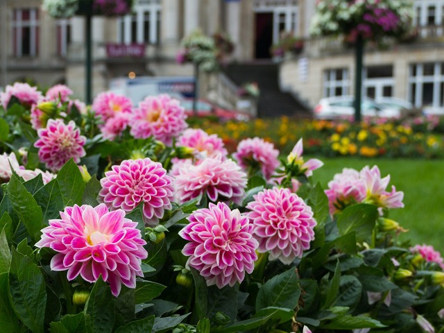 アートな形が魅力の花 ダリア かんたん庭レシピ