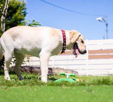 犬が過ごすお庭に必須！敷地内で放し飼いする際に必要なフェンスの高さ