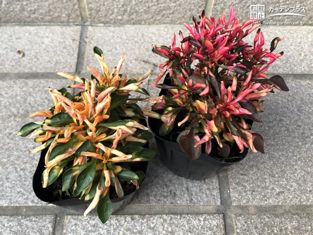 寄せ植えで紅葉を楽しめるカラーリーフ かんたん庭レシピ