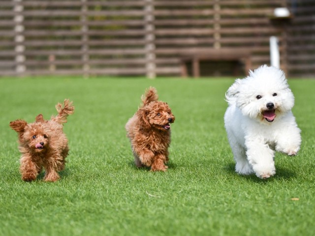 犬を庭で遊ばせるメリットとは 愛犬と楽しむお庭づくりのポイントも紹介 かんたん庭レシピ