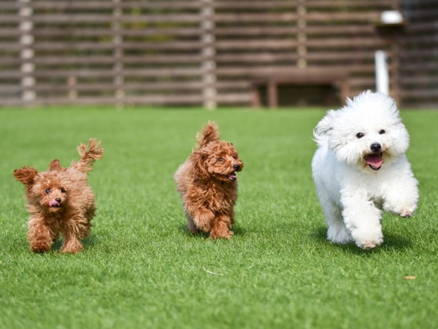 犬 庭 で 遊ばせ る