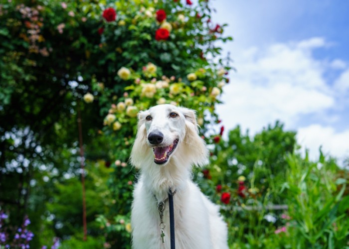 犬を庭で遊ばせるメリットとは 愛犬と楽しむお庭づくりのポイントも紹介 かんたん庭レシピ