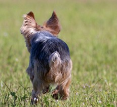 犬が脱走するのはなぜ？室内飼いでも起こる脱走のリスクと対策方法をご紹介