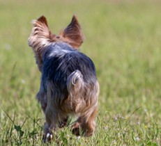 犬が脱走するのはなぜ？室内飼いでも起こる脱走のリスクと対策方法をご紹介