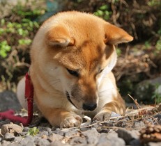 愛犬と暮らすドッグガーデン