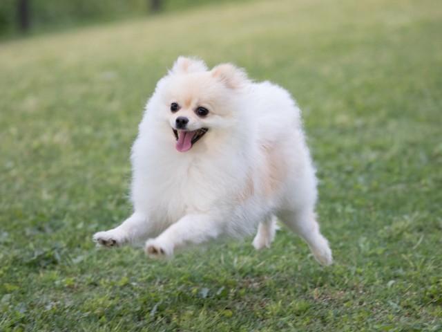 犬はお庭で骨折することも 骨折しやすい犬種やお庭での対策をご紹介 かんたん庭レシピ