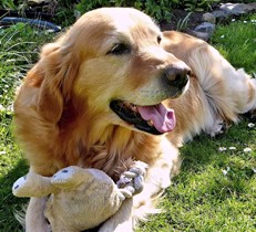 飼い主さんの暮らしやすさにもつながる、愛犬と暮らすお庭づくり事例！②