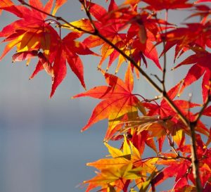 【神戸店】お庭で楽しむ秋の植栽