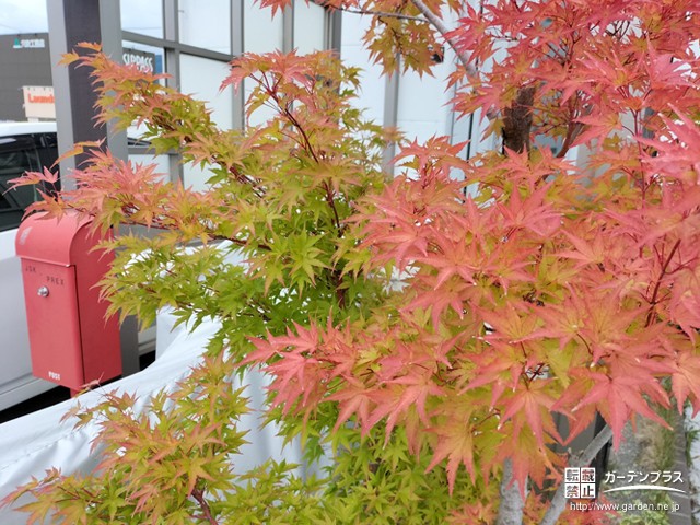 これからが見頃！紅葉する植栽のまとめ | かんたん庭レシピ