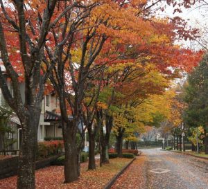 11月の相談会のお知らせ＆秋のガーデン特集