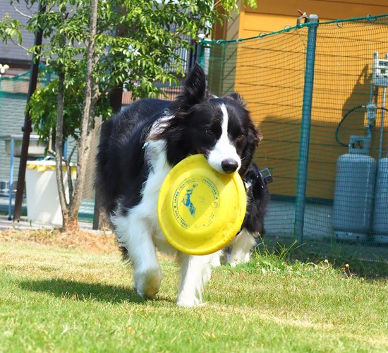 犬がいる家の天然芝・人工芝のメンテナンス方法を紹介！