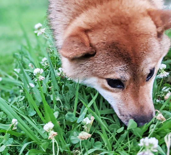 犬が食べても安全な植物とは？虫除け効果のあるハーブや犬にも危険のないガーデニング方法
