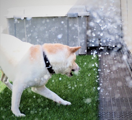 「打ち水」で犬の熱中症・暑さ対策！効果的に涼しさを得られる方法を紹介