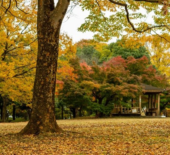 お庭に植えてみたい！紅葉がきれいな庭木