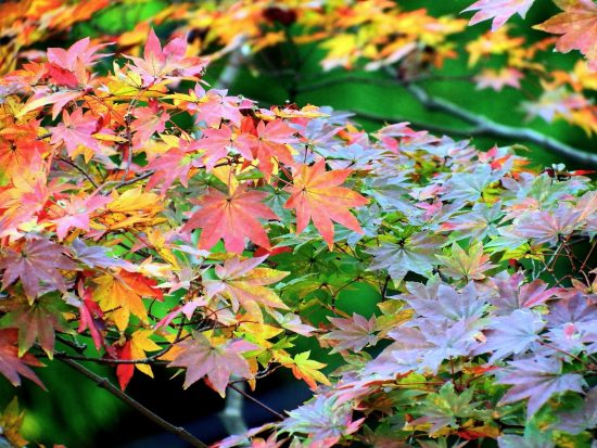 秋冬の花壇にオススメ！紅葉する樹木＆秋冬に咲く花、全15種をご紹介【動画あり】