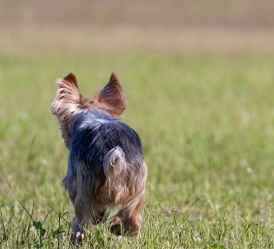 犬用フェンス完全解説！犬種や大きさに合った選び方などを紹介