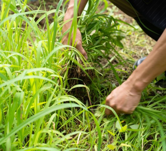 最強の雑草対策は〇〇！お庭に生える雑草の種類別対策も解説